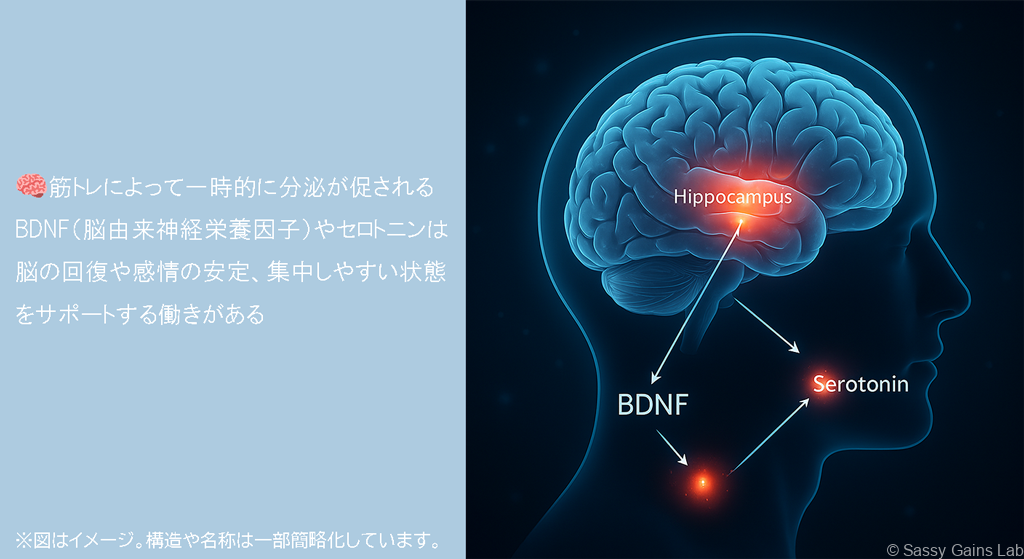 脳の図解（BDNF・セロトニン）