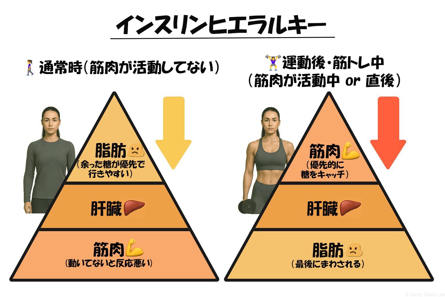 通常時と筋トレ時で異なるインスリンヒエラルキーを示すピラミッド図。糖が送られる順番の違いを比較